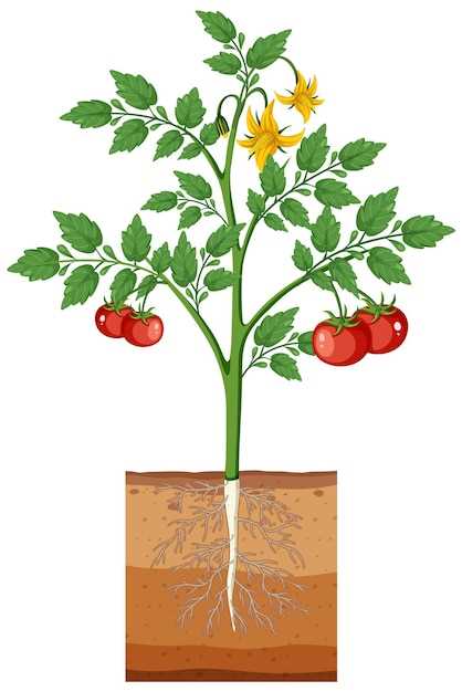 El potencial de las semillas de tomate