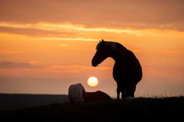 Caballo marrón