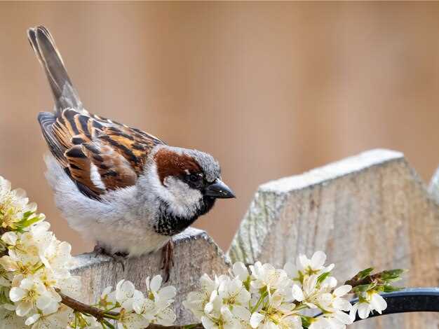 ¿Cómo interpretar un sueño con un pájaro muerto según la Psicología?