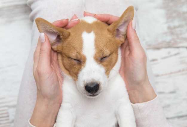 Posibles significados de un perro que te muerde la mano en sueños