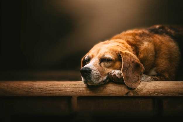 La importancia de analizar el contexto de los sueños con perros vivos