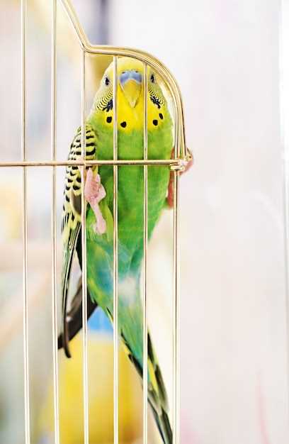 Anhelo de libertad y expresión personal