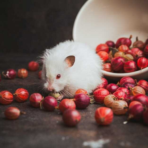 La interpretación de tener un sueño con un ratoncito blanco