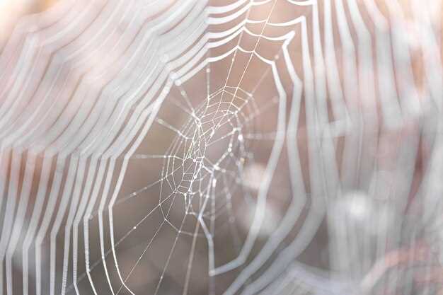 La araña blanca y translúcida en los sueños como señal de buenas energías