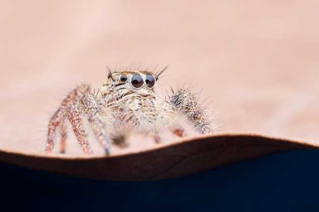 Relación entre la araña y los aspectos de nuestra vida