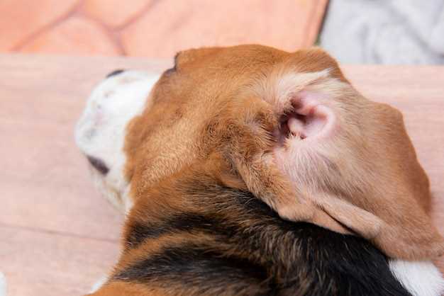 Una oreja de perro arrancada en sueños: ¿qué significa?