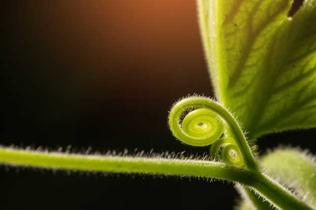 Además, el saltamontes verde simboliza la adaptabilidad y la flexibilidad.