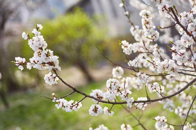 El significado de las flores blancas en los sueños