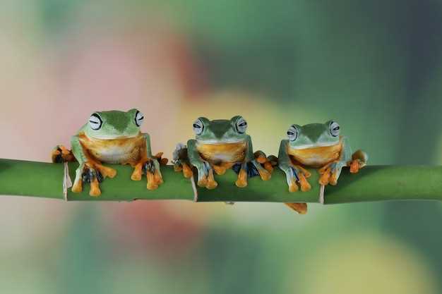 2. Renovación y purificación