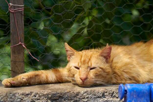 Ahogar al gato en sueños y su relación con los sentimientos