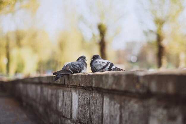 El significado de alimentar a las palomas