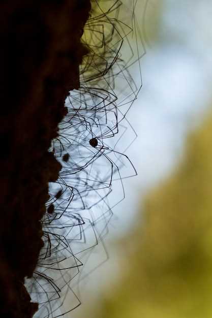 Encontrar una araña aplastada en la interpretación de los sueños