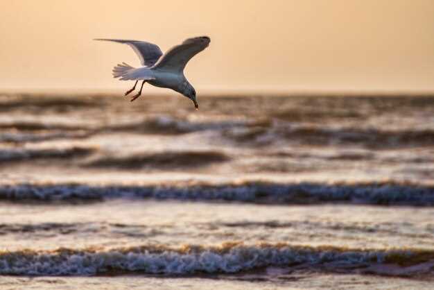 Simbolismo de las aves acuáticas