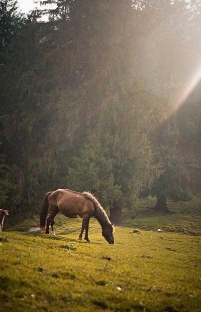 Interpretación de los sueños con caballos corredores