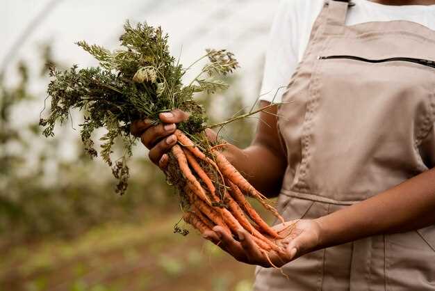 Interpretación de los sueños sobre cosechar zanahorias