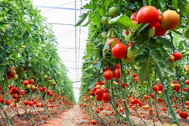 Sueños relacionados con el cultivo de tomates