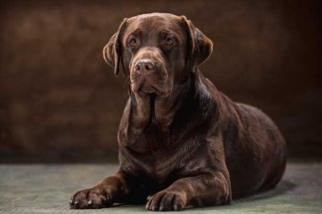 El Doberman negro como símbolo de la capacidad de protección y defensa