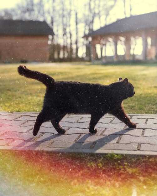 El significado de soñar con el gato montés