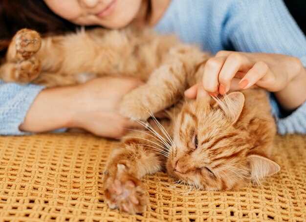 Simbolismo del gato en los sueños