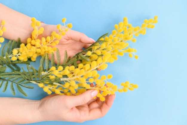 El significado de los sueños con la flor de mimosa