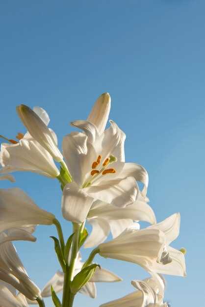 Significado de las flores blancas enormes