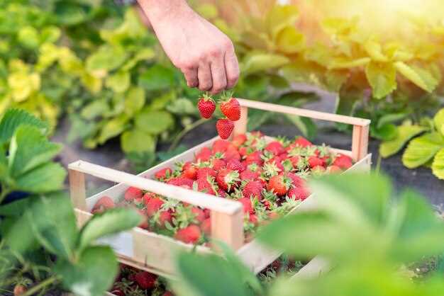 El contexto del sueño: dónde y cómo se compran las fresas