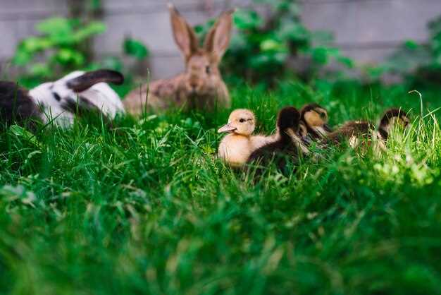 Posibles significados culturales y mitológicos de los sueños con gallinas y un gallo muerto