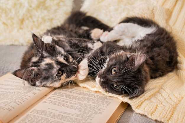 Gatitos calvos en sueños