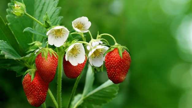 La conexión entre las fresas y la sensualidad en los sueños