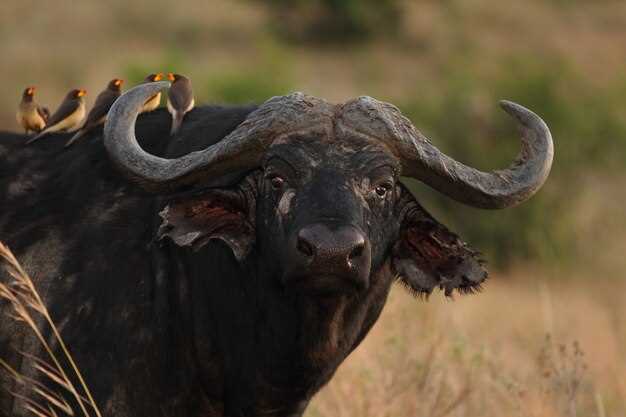 La relación entre los toros y nuestras emociones