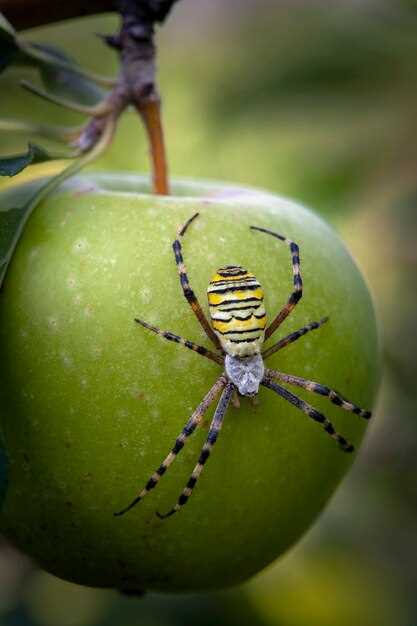 La manzana en los sueños