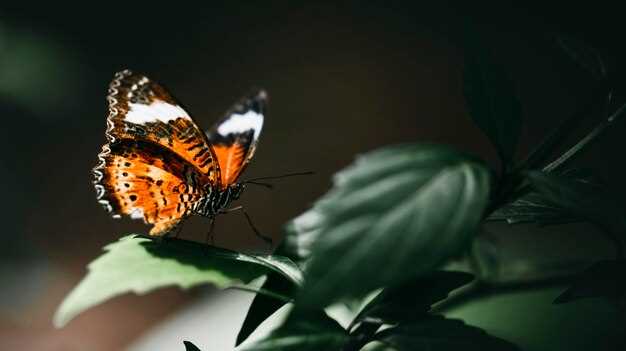 ¿Qué significa soñar con mariposas negras en abundancia?