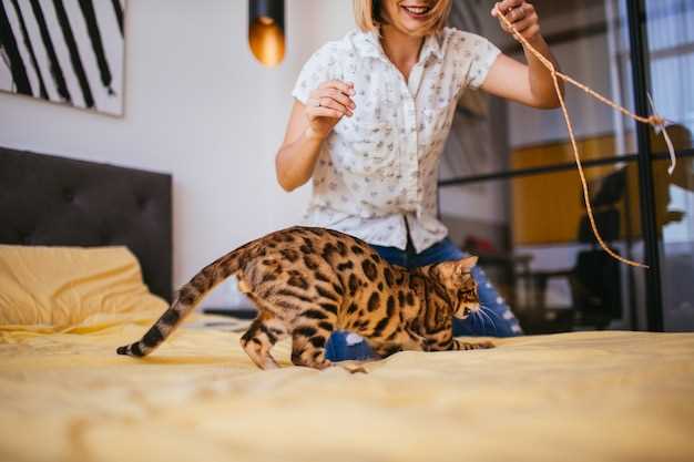 El gato como símbolo en la interpretación de los sueños