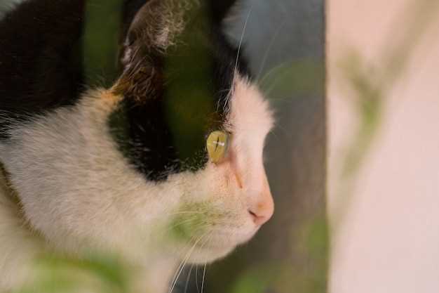 Interpretación de una mordedura de gato en sueños