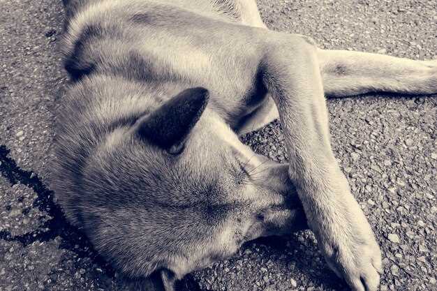 La relación entre el perro y el soñador