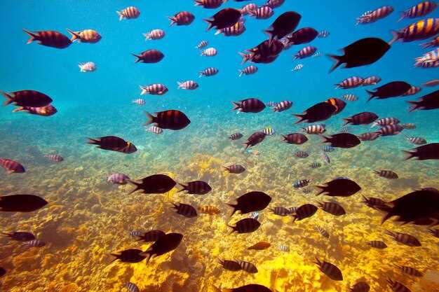 Los peces rojos como símbolo de pasión y amor en los sueños