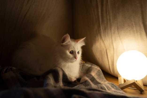 Los gatos como símbolo de independencia y agilidad