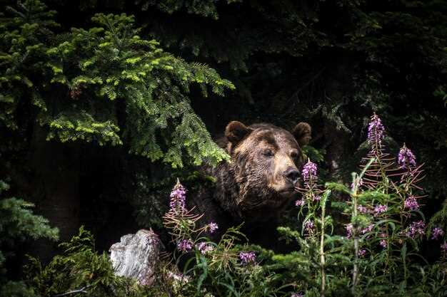 El oso pardo como símbolo de conexión con la naturaleza en los sueños