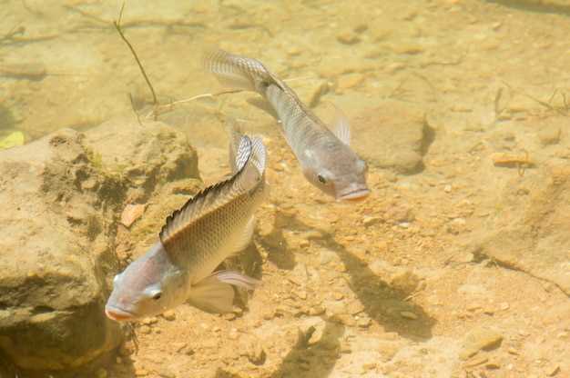 2. Problemas de comunicación