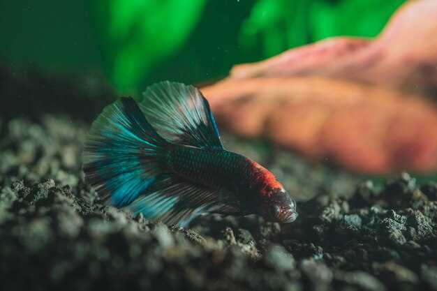 Los peces que comen peces en sueños