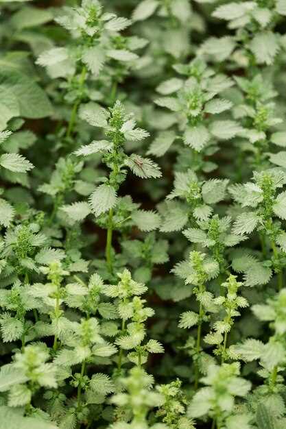 Interpretación del sueño