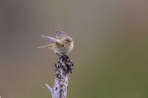 La pierna como símbolo en los sueños