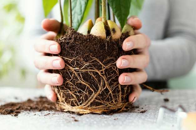 Plantar cebollas en sueños y su interpretación