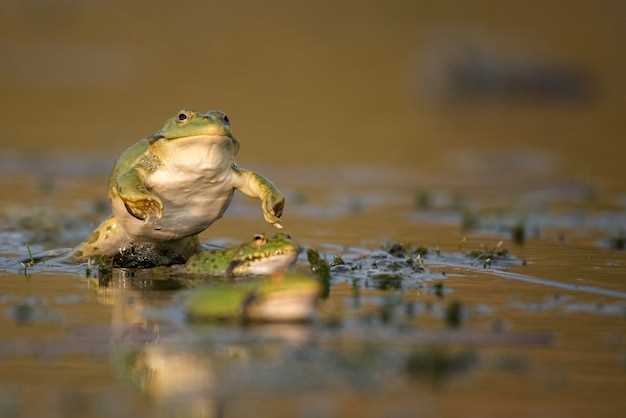 Ranas y sapos muertos en sueños: señal de transformación