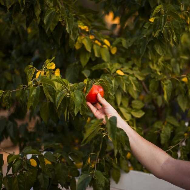 Recoger fresas: un acto de gratificación