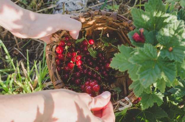 Interpretación de soñar con frambuesas rojas