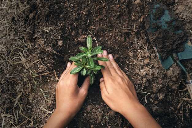 El simbolismo de trasplantar plantas en sueños