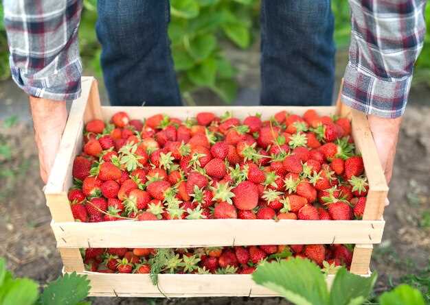 El simbolismo de las fresas en los sueños