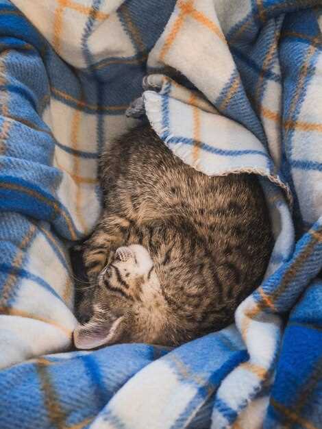 El simbolismo detrás de la presencia de un gato en sueños