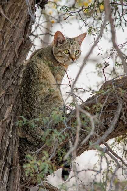 Interpretación de los sueños con gato cayendo de un árbol